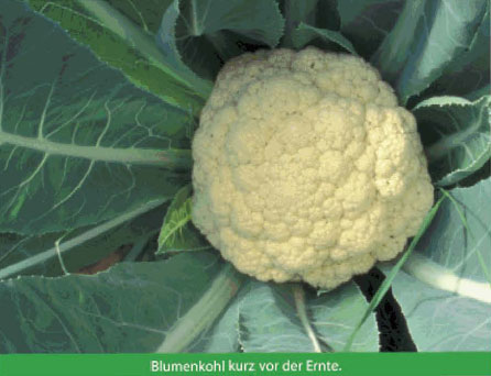 Bio-dynamische Pflanzenzüchtung Bio-dynamische Pflanzenzüchtung