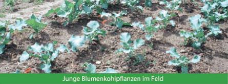 Junge Blumenkohlpflanzen im Feld Junge Blumenkohlpflanzen im Feld